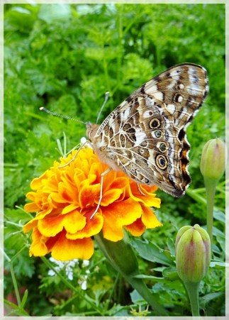 painted lady (american lady) -CLIL58-1WEB