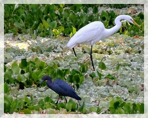 2014 - 6-2 great egret - little blue - web