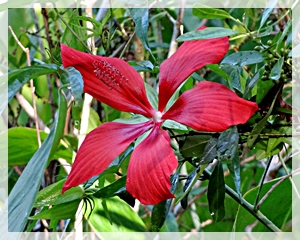 2014 - 6- 2 scarlet hibiscus web