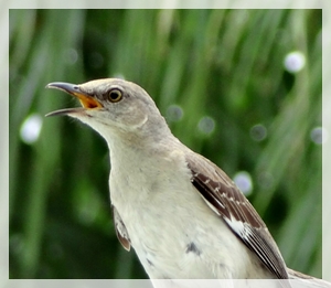 mockingbird - IW072aaweb