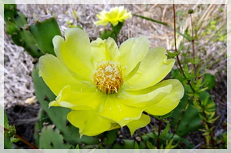cactus (prickly pear) - NBG03270WEB