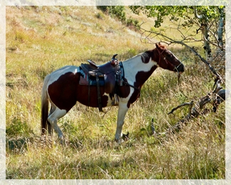 10-21-14 saddle-cropWEB