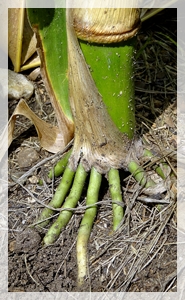 9-26-14brace root-cropWEB