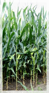 9-26-14corn-crop338-cropWEB