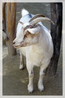 10-4-14 wildernessWEB