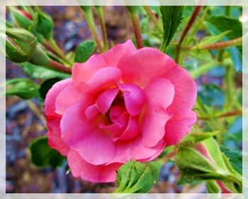 rose - CLIL959-8x10WEB