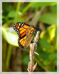 butterfly (monarch) - naplesBotGa38WEB