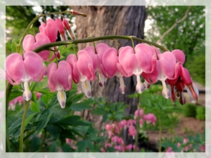 2-15-15 bleeding hearts - ACL774WEB