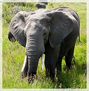 2-28-15elephant 2-cropWEB2