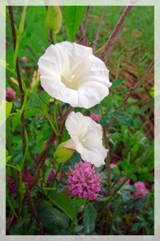 bindweed (hedge)-ACL04WEB