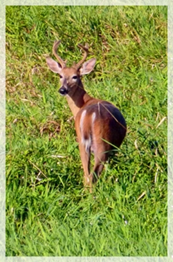 3-24-15 presentscropweb