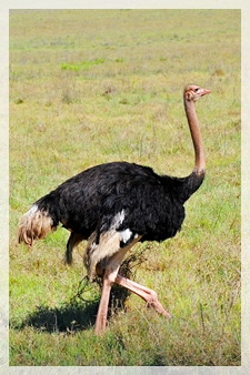 ostrich 094web