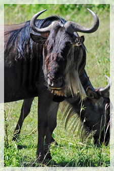 wildebeest 1-cropweb