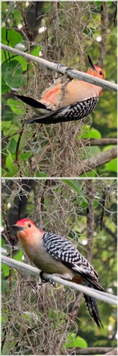 4-22-15rupside down- CSS3257V-vertweb