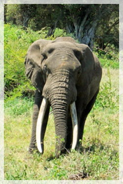 5-28-15 elephantNCweb