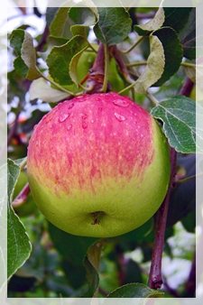 apple-sirenWI281web