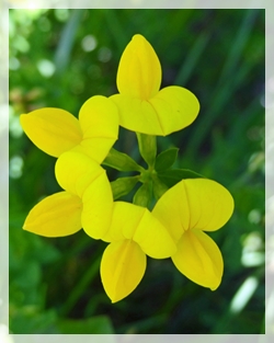 birdsfoot trefoil--LkGenWI14web