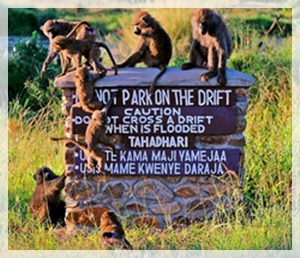 5-1-15baboons3002S-1crop-cropWEB