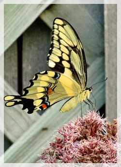 5-14-15giant swallowtail - Wis0992-cropweb