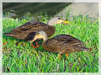 5-16-15mottled duck - IW583-cropweb