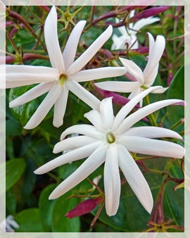 5-20-15jasmine (star)- naples442-1web