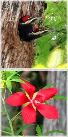 5-23-15point out-crop55-vertWeb