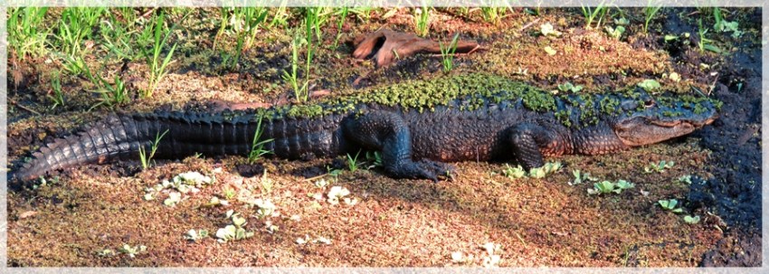 alligator - CSS__4510WEB