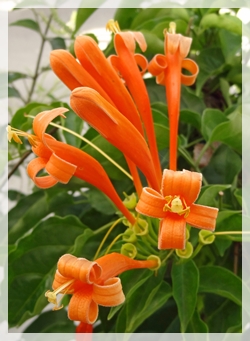 flame vine - NBG925-cropweb