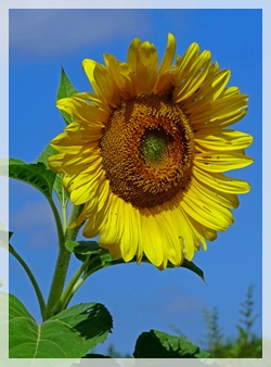 sunflower - Wis00946web