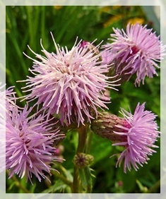 7-1-15thistle (Canadian)-LGenWI572-cropweb