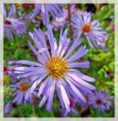 7-13-15aster (climbing) - Corkscrew SS6384web