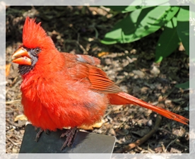 7-27-15 CARDINAL6991we