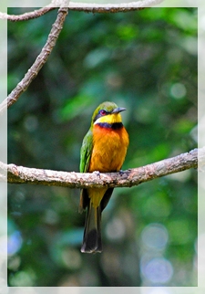 bee eater Arusha-TanzaniaWEB