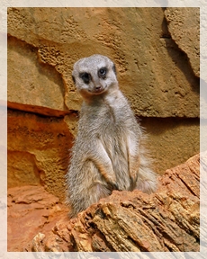 meerkat-LPZoo5web