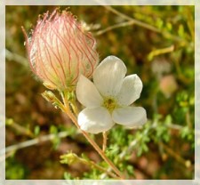 apache plume-Glenn Canyon-Lake Powell, AZ 033aweb