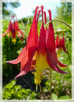 columbine - mhspIL0549-2-cropweb