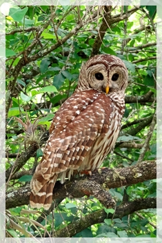 barred owl - CSS6769web