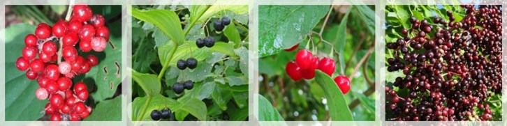 bearing fruit -horz web