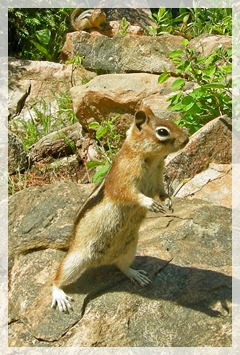 chipmunk- SSCO9368aweb