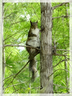 eastern gray squirrel - CSS6818web