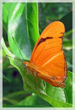 julia butterfly- NBG2122aweb