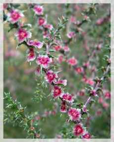 Russian thistle (tumbleweed)-Kodachrome Basin State Park,UT 009-cropweb