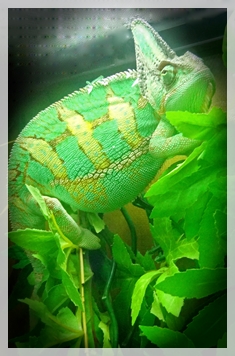 CHAMELEON-
