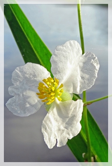 arowhead (lanceleaf) - duck potato - IW486web