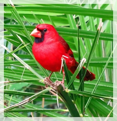 cardinal - CSS2592web