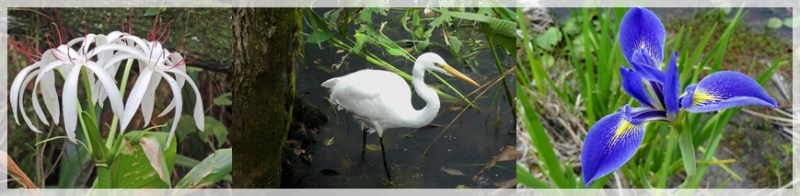 swamp lily-great egret-blue flag iris