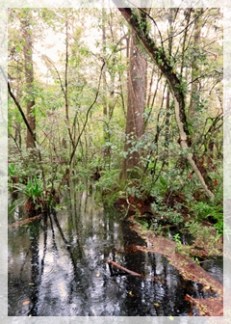 corkscrew swamp sanctuary