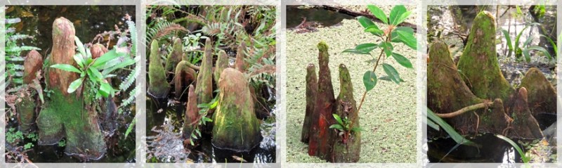 cypress knees - Corkscrew Swamp