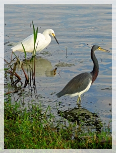 snowy egret and tri-colored heron