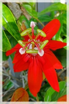 passion flower (scarlet) - NBG736web